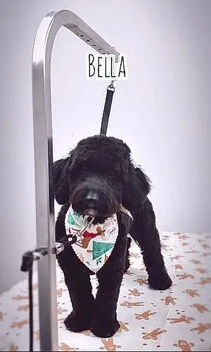 Goldendoodle Dog Bella