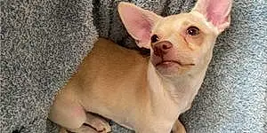 Name Chihuahua Dog Comet