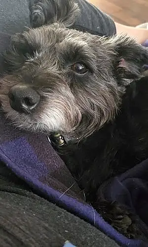 Scottish Terrier Dog Marlee