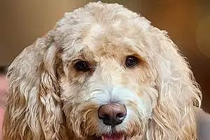 Name Goldendoodle Dog Sully