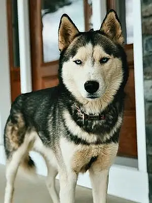Name Dog Juno