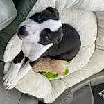 Dog, White, Vehicle, Comfort, Carnivore, Grey, Companion dog, Dog breed, Car Seat Cover, Car, Personal Luxury Car, Car Seat, Vehicle Door, Head Restraint, Boston Terrier, Automotive Mirror, Family Car, Dog Supply, Auto Part, Steering Wheel