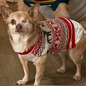 Name Chihuahua Dog Tito