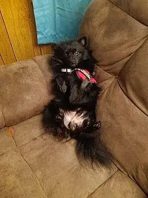Name Pomeranian Dog Polo