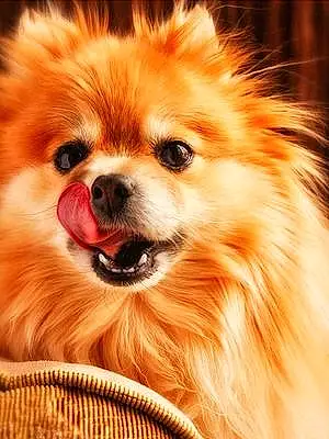 Name Pomeranian Dog Yoshi