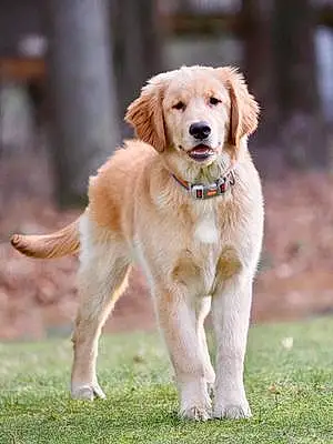 Name Golden Retriever Dog Pete