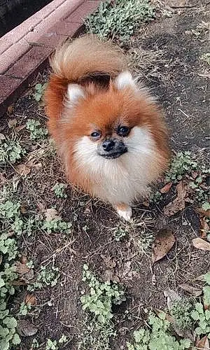 Name Pomeranian Dog Bowie