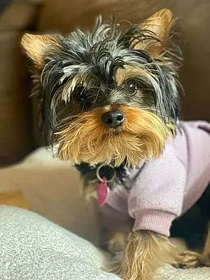 Name Yorkshire Terrier Dog Tootsie