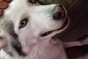 Name Husky Dog Artemis