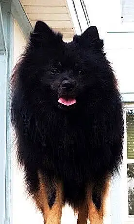 Name Pomeranian Dog Reese