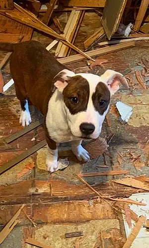 Name American Staffordshire Terrier Dog Maple