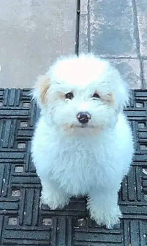 Name Mixed breed Dog Marshmallow