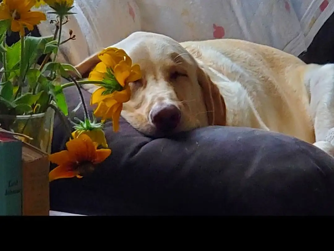 Plant, Dog, Flower, Dog breed, Comfort, Carnivore, Companion dog, Snout, Canidae, Petal, Working Animal, Dog Supply, Paw, Annual Plant, Herb, Couch, Scent Hound, Herbaceous Plant, Sunflower
