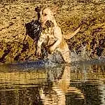 Water, Dog, Carnivore, Dog breed, Body Of Water, Fawn, Bank, Lake, Companion dog, Snout, Working Animal, Art, Reflection, Terrestrial Animal, Canidae, Soil, Wood, Retriever