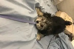 Name Pomeranian Dog Shilo