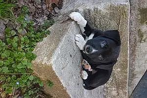 Name Pitt Bull Terrier Dog Salem