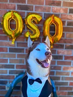 Name Dog Oso