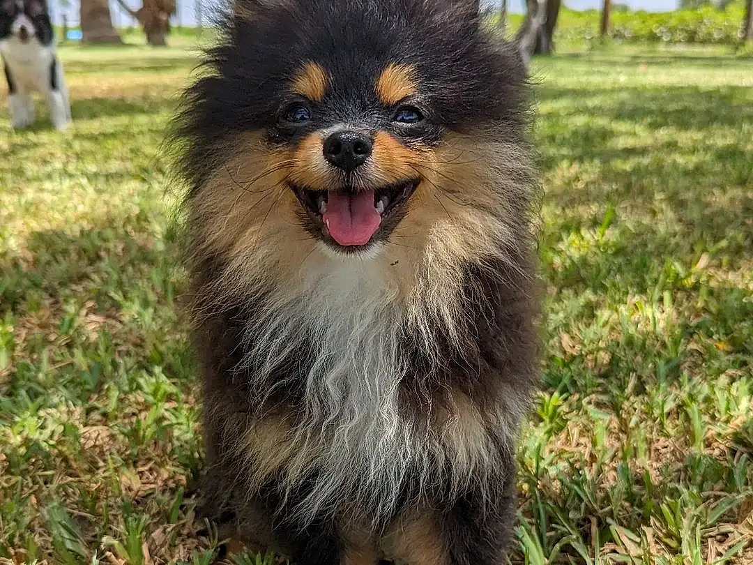 Dog, Plant, Dog breed, Tree, Carnivore, Grass, Companion dog, Whiskers, Snout, Sky, Furry friends, Herding Dog, Terrestrial Animal, Canidae, Smile, Working Dog, Automotive Tire