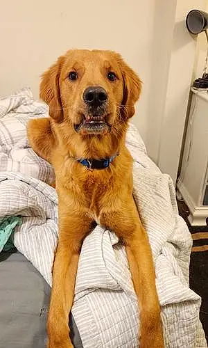 Name Golden Retriever Dog Percy