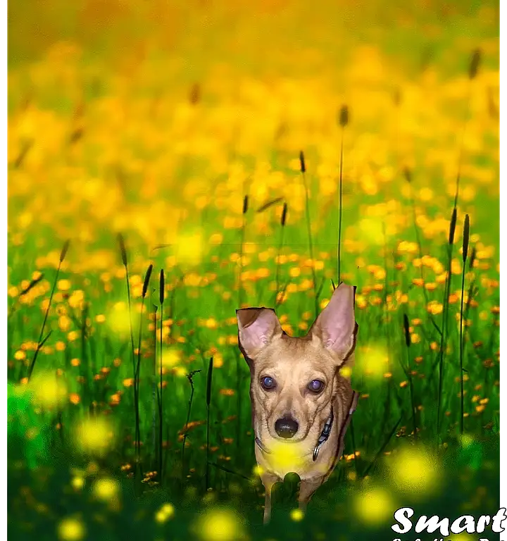 Plant, Flower, Dog, Green, Nature, People In Nature, Dog breed, Grass, Natural Landscape, Happy, Carnivore, Fawn, Grassland, Adaptation, Morning, Meadow, Companion dog, Snout, Prairie