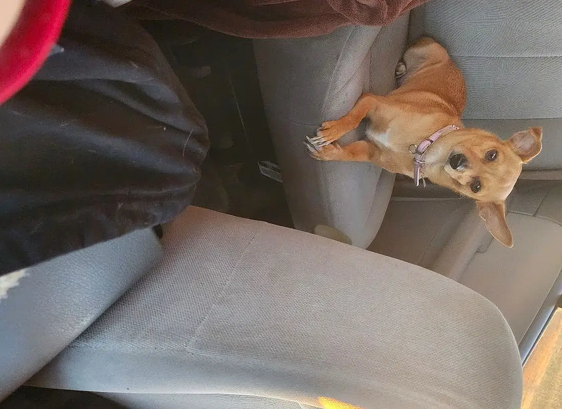 Dog, Dog breed, Carnivore, Comfort, Fawn, Balloon, Companion dog, Window, Vehicle Door, Snout, Vehicle, Car Seat, Windshield, Canidae, Couch, Stuffed Toy, Working Animal, Vroom Vroom, Auto Part