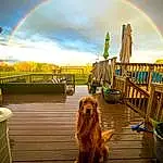 Rainbow, Cloud, Sky, Dog, Photograph, Light, Nature, Green, Dog breed, Carnivore, Morning, Companion dog, Fawn, Flowerpot, Wood, Landmark, Plant, Natural Landscape, Houseplant, Landscape