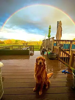 Nature Golden Retriever Dog Brody