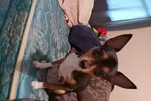 Name Chihuahua Dog Evie