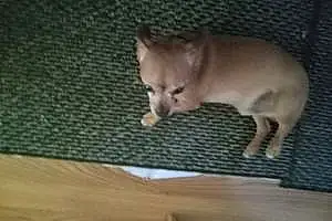 Chihuahua Dog Racshel