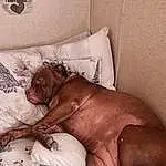 Comfort, Fawn, Liver, Linens, Human Leg, Bedding, Thigh, Foot, Companion dog, Barechested, Knee, Room, Bed, Flesh, Bed Sheet, Bedroom, Wrinkle, Chest, Canidae, Bedtime