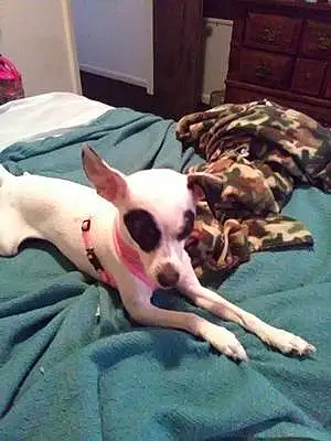 Name Chihuahua Dog Sweetie