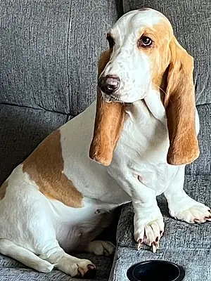 Name Basset Hound Dog Annabelle