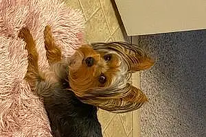 Name Yorkshire Terrier Dog Zues