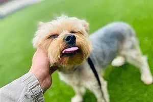 Yorkshire Terrier Dog Mylz