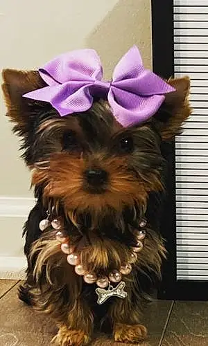 Yorkshire Terrier Dog Paisley