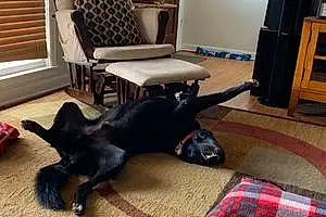 Name Labrador Retriever Dog Bama