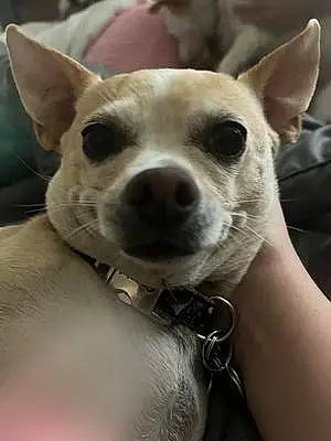 Name Chihuahua Dog Frankie