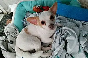 Name Chihuahua Dog Snowball
