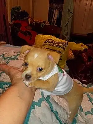 Name Chihuahua Dog Clyde