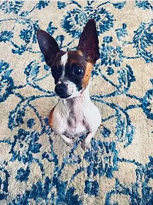 Name Chihuahua Dog Dante