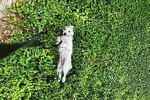 American Eskimo Dog Dog Xiaobai