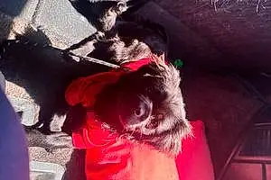 Tibetan Spaniel Dog Zues
