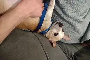 Name Chihuahua Dog Rufus