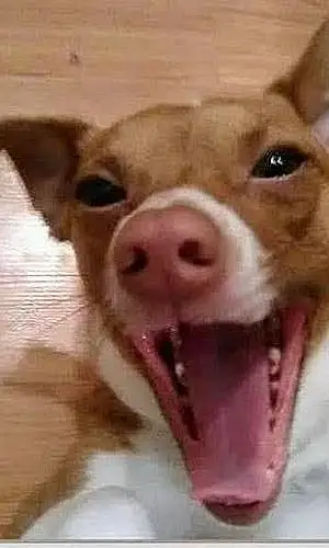 Name Chihuahua Dog Henry