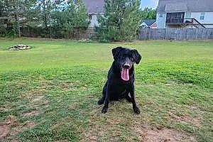Name Labrador Retriever Dog Sampson