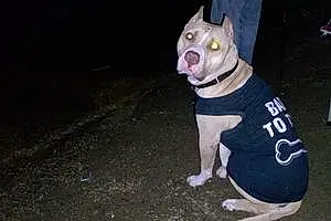 Name Pitt Bull Terrier Dog Sampson