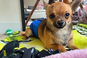 Chihuahua Dog Simon