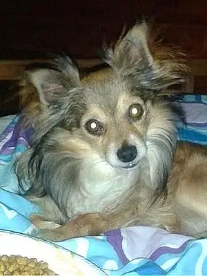 Chihuahua Dog Smokey