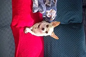 Chihuahua Dog Bella