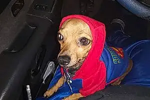 Chihuahua Dog Dusty